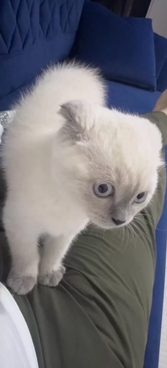 Daha Tatlısı Yok 3 Aylık Scottish Fold
