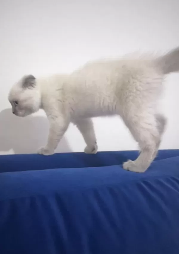 Daha Tatlısı Yok 3 Aylık Scottish Fold