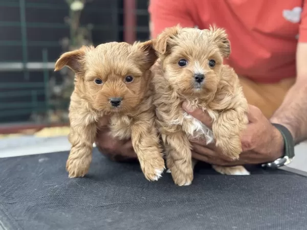 Petmode Köpek Çiftliğinden Tea Cup Morkie