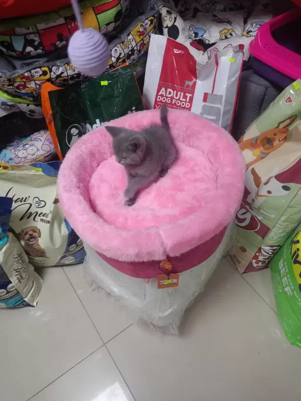 Kedimiz Yeni Yuvasını Arıyor