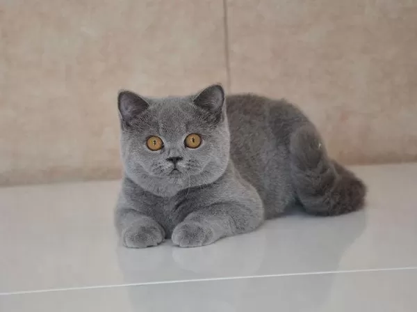 80 Günlük Safkan British Shorthair Ayı Surat