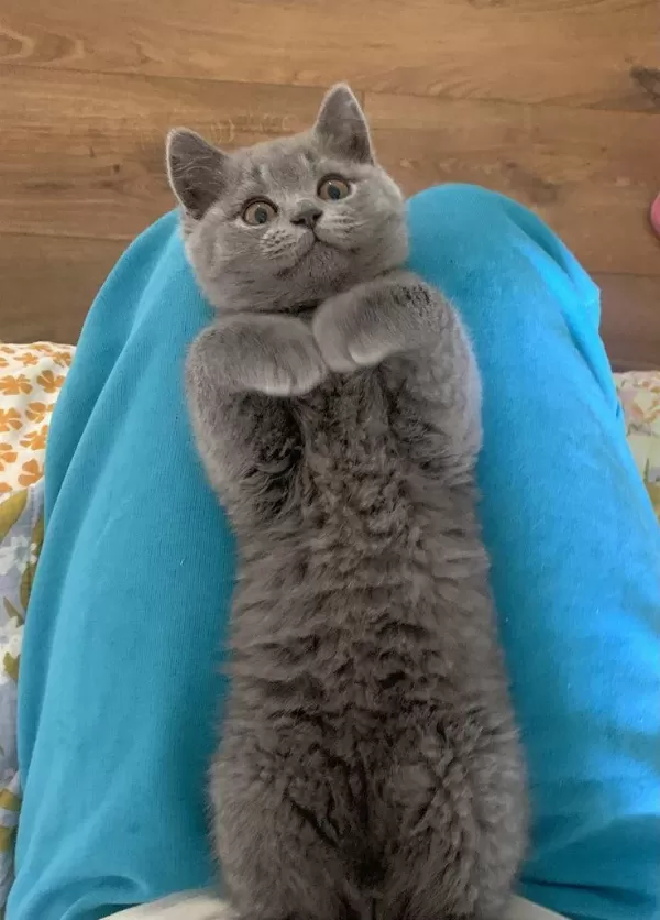 80 Günlük Safkan British Shorthair Ayı Surat
