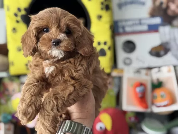 Petmode Köpek Çiftliğinden Kore Maltipoo
