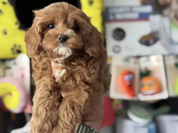 Petmode Köpek Çiftliğinden Kore Maltipoo
