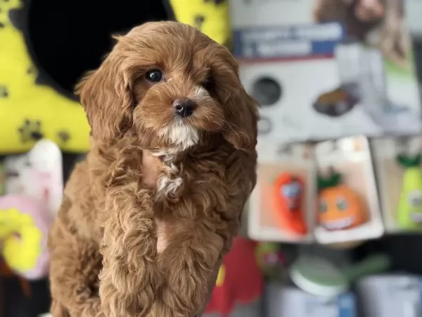 Petmode Köpek Çiftliğinden Kore Maltipoo