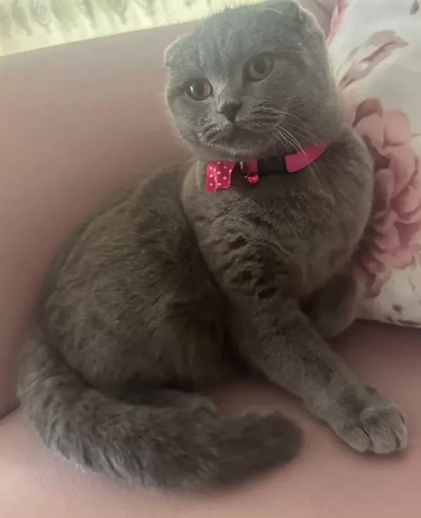 Scottish Fold Kedimizi Sahiplendirme İlanıdır