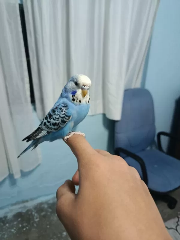Harika Yavru Muhabbet Kuşu