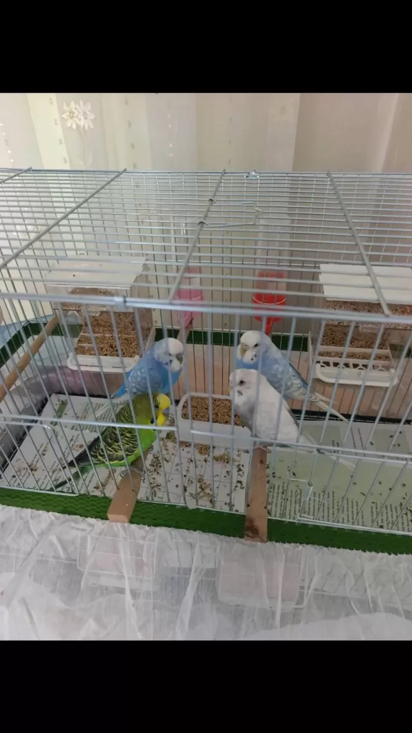 4 Tane Sağlıklı Eş Muhabbet Kuşu