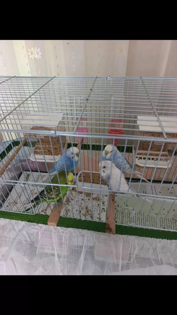 4 Tane Sağlıklı Eş Muhabbet Kuşu