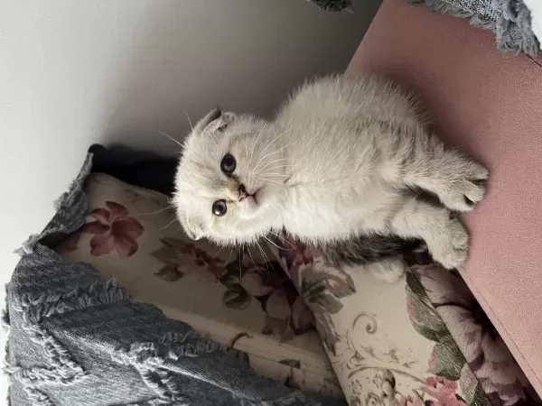 Minik Scottish Fold Oğlumuza Yeni Yuva