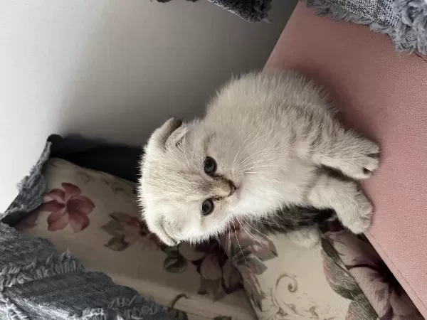 Minik Scottish Fold Oğlumuza Yeni Yuva
