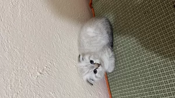 Minik Scottish Fold Oğlumuza Yeni Yuva