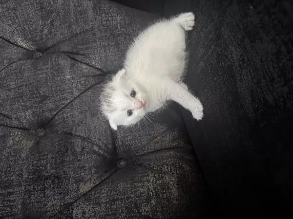Çanakkale Merkezde Scottish Fold