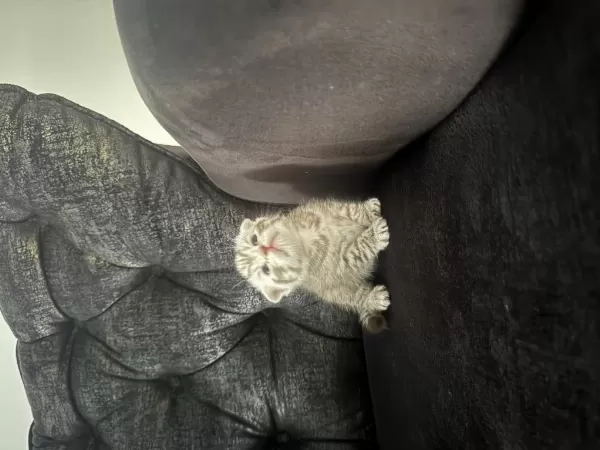 Çanakkale Merkezde Scottish Fold