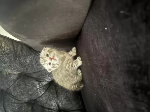 Çanakkale Merkezde Scottish Fold