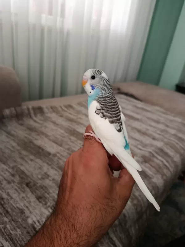 Yavrum Muhabbet Kuşları Ele Alıştırmalık