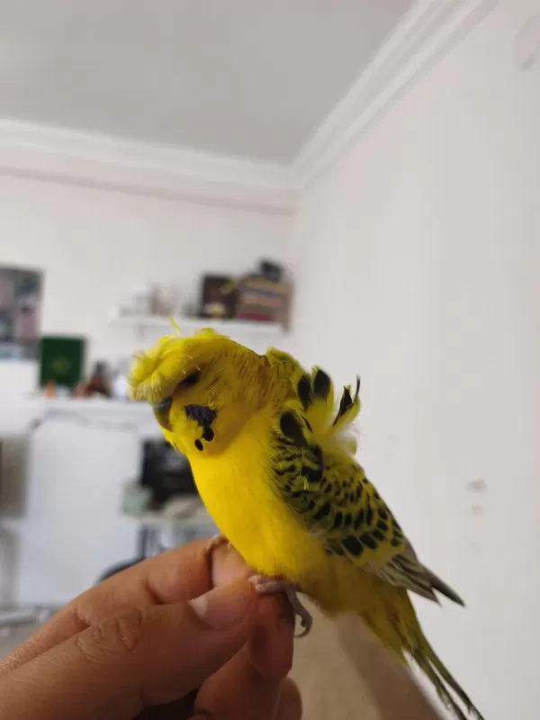 Konuşan Muhabbet Kuşu Gold Teksas Japones