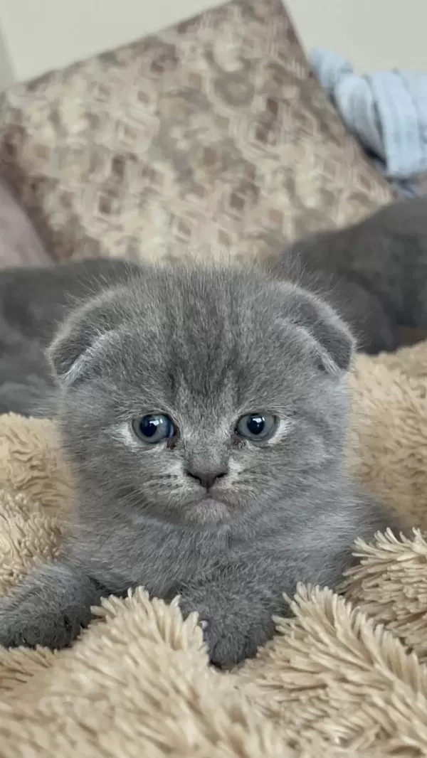 Oyuncu Scottish Fold Yavrular