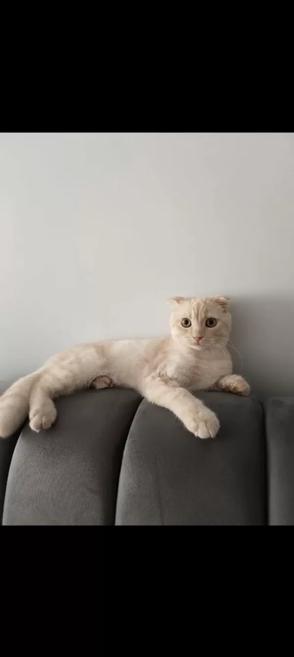 Scottish Fold Kedimizi Sahiplendiriyoruz