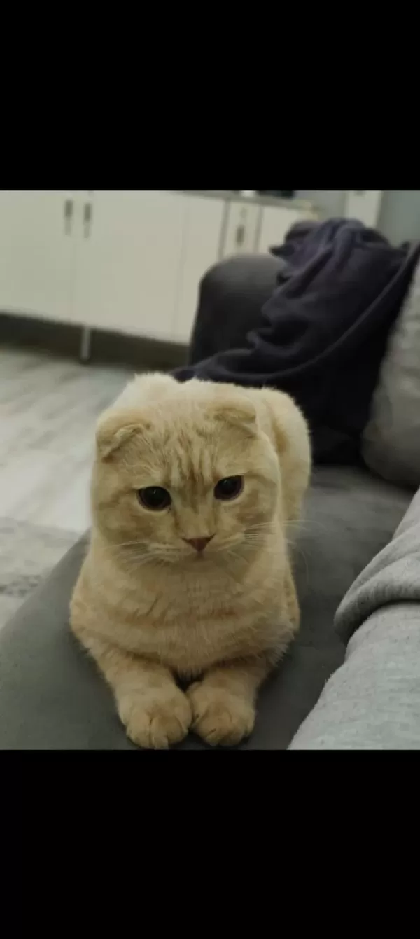 Scottish Fold Kedimizi Sahiplendiriyoruz