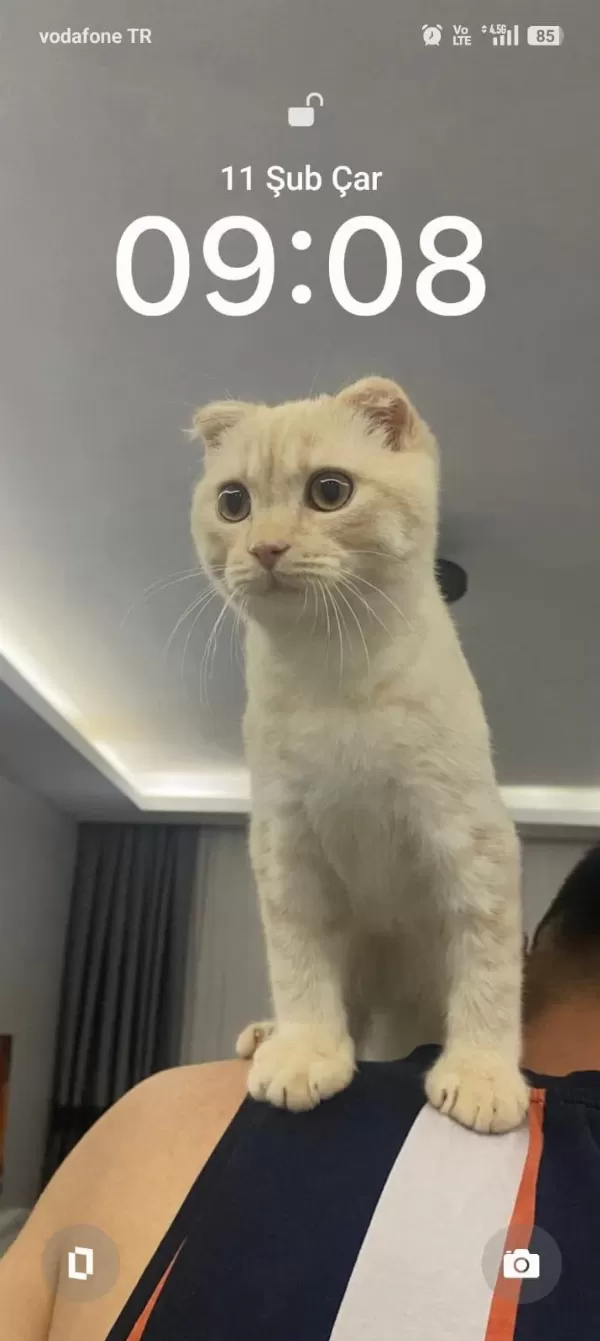 Scottish Fold Kedimizi Sahiplendiriyoruz