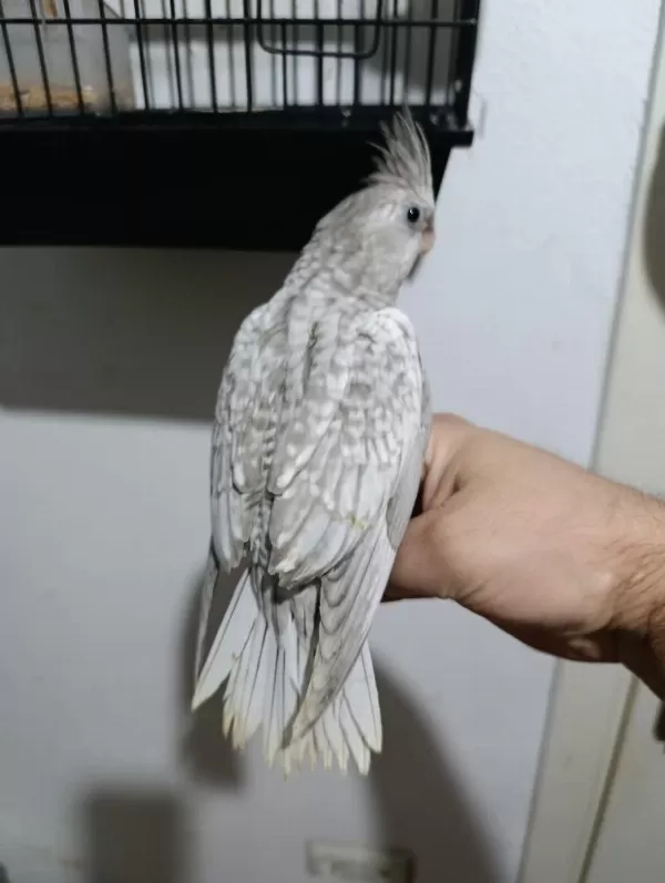 İki Takım Eş Tutmuş Rainbow Muhabbet Kuşu