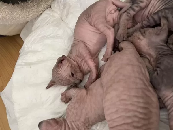 Sfenks Kedisi Yavruları