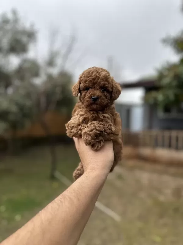 Sağlık Ve İrk Garantili Toy Poodle Yavrularımız