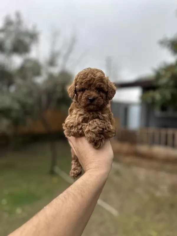 Sağlık Ve İrk Garantili Toy Poodle Yavrularımız