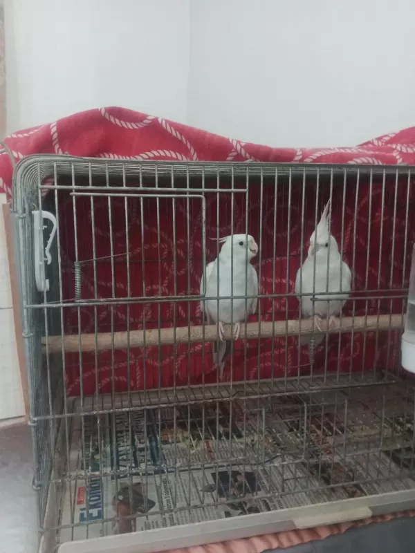 Sağlıklı Sultan Papağanımız