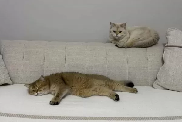2 Tane Kısırlaştırılmış Mikro Çipli Dişi Kedimiz