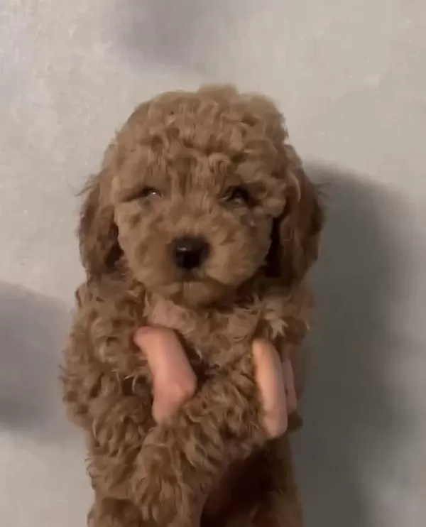 Kaliteli Kilo Boy Garantili Toy Poodle