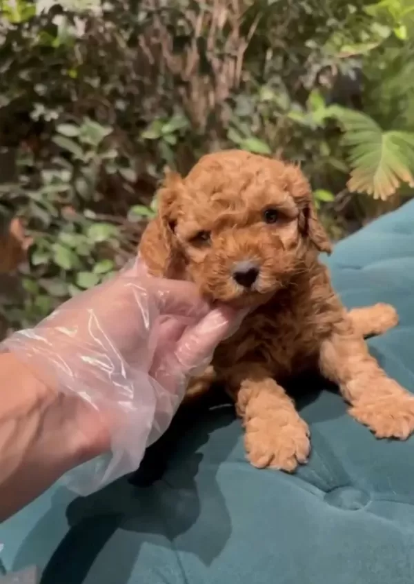 Kaliteli Kilo Boy Garantili Toy Poodle