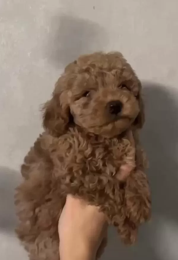 Kaliteli Kilo Boy Garantili Toy Poodle
