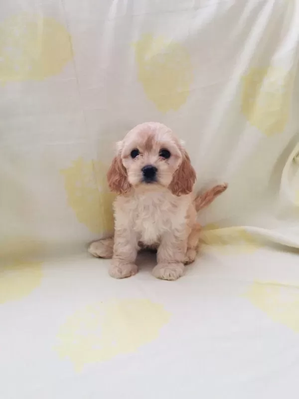 Maltipoo Yavrularım Orijinal