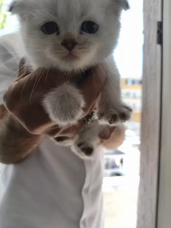Sütten Yeni Kesilmiş Scottish Fold Ve İran Chinchilla Yavru