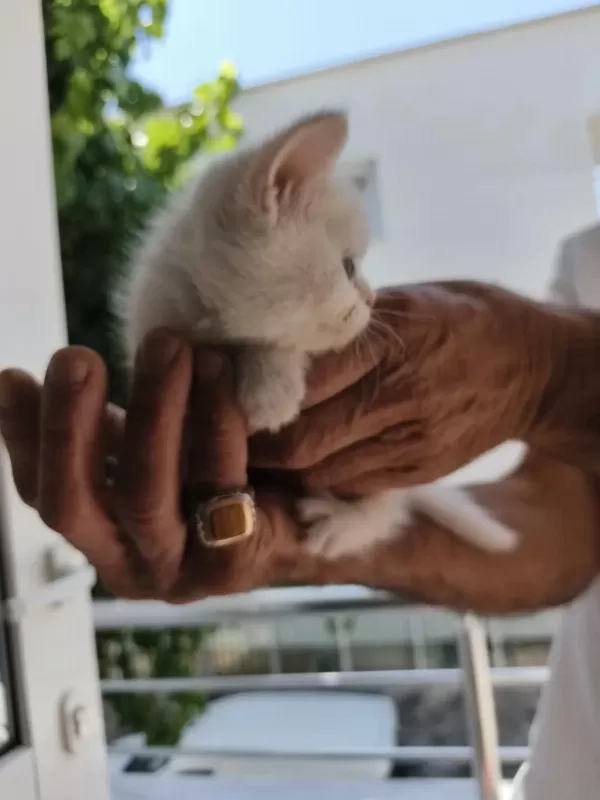 Sütten Yeni Kesilmiş Scottish Fold Ve İran Chinchilla Yavru