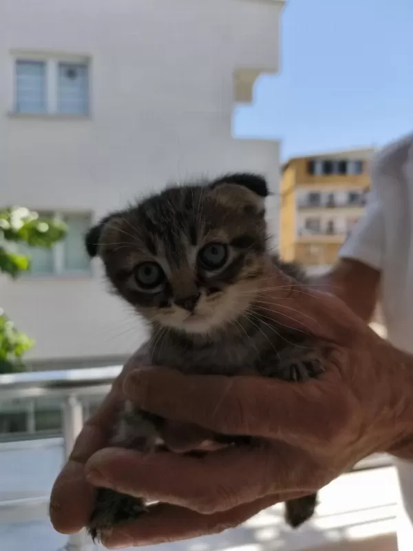 Sütten Yeni Kesilmiş Scottish Fold Ve İran Chinchilla Yavru