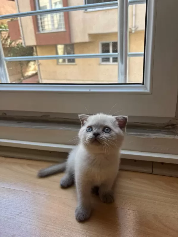 Kedimize Yuva Aranıyor