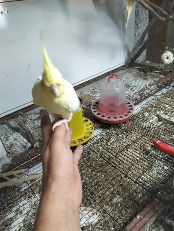 Yavru Sevimli 45 Günlük Sultan Papağanı