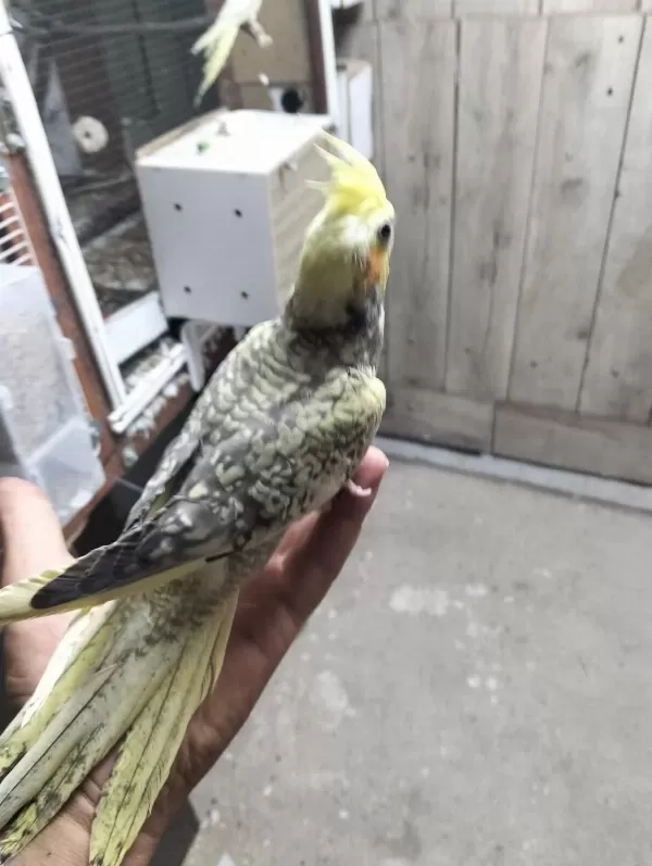 Yavru Sevimli 45 Günlük Sultan Papağanı