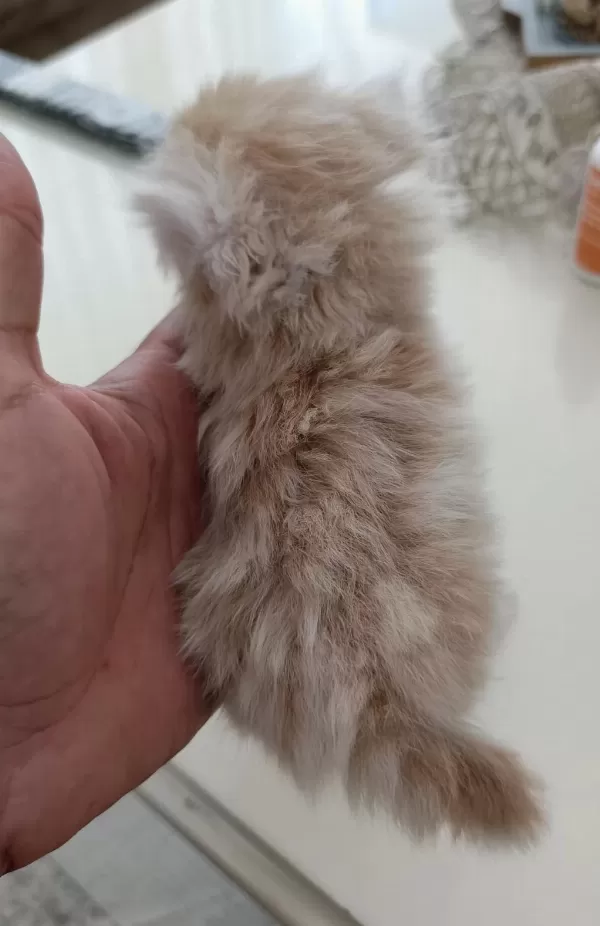 Harika Chinchilla Kedileri