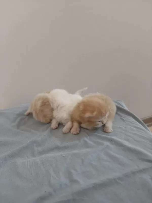 Harika Chinchilla Kedileri