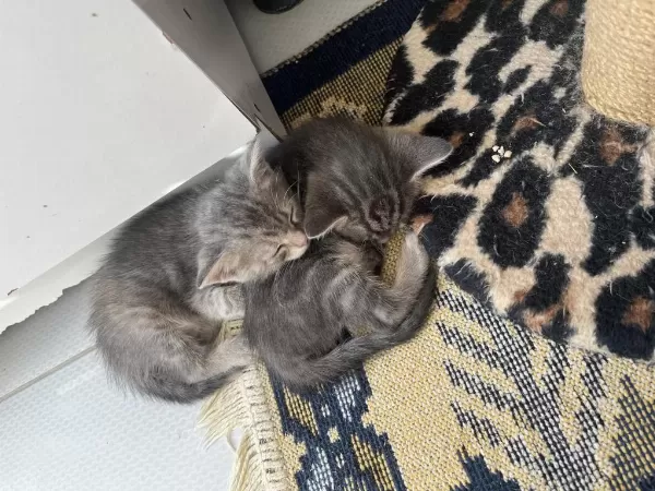 Kedilere Acil Yuva Arıyoruz