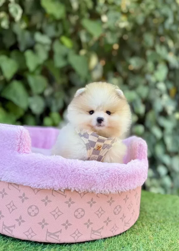Safkan Pomeranian Boo Yavrularımız
