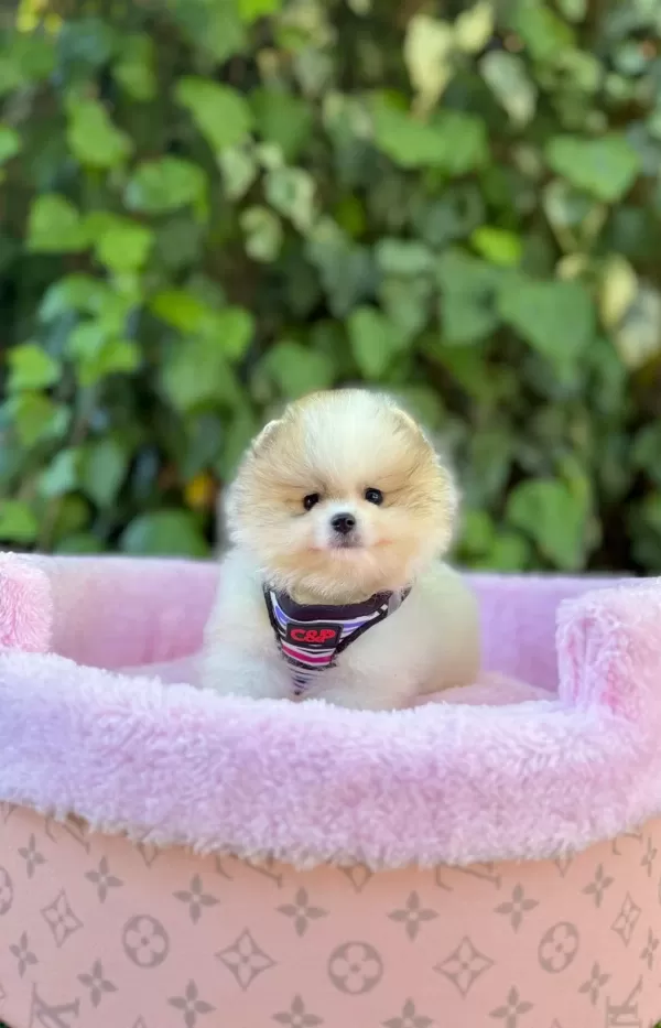 Safkan Pomeranian Boo Yavrularımız