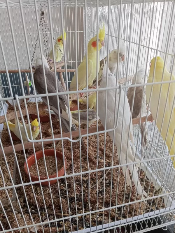 45 Günlük Evcil Ele Kola Alışkın Sultan Papağanlar