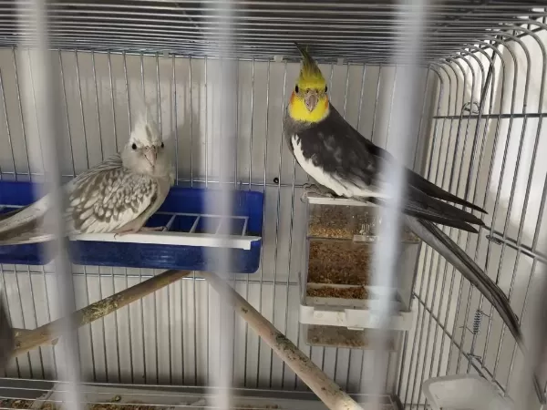Yavru Alınmış Damızlık Sultan Papağanı Çifti