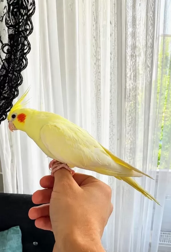 Evcilleşmiş Çift Sultan Papağanı
