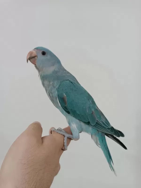 Çok Cana Yakın El Besleme Mutasyon Bebek Pakistan